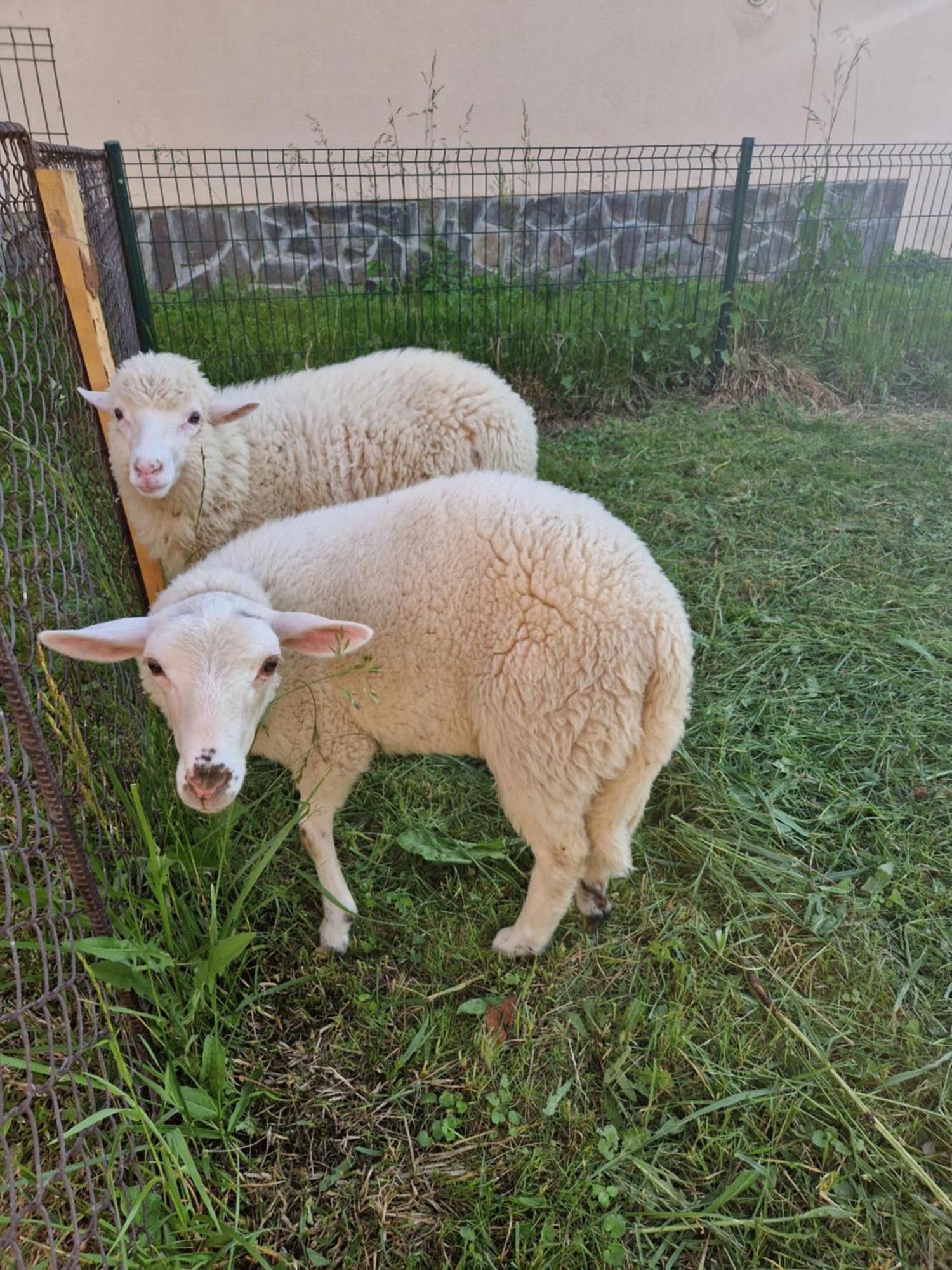Malatiny Apartmany Lama מראה חיצוני תמונה